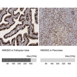 HMGN3/TRIP7 Antibody, Novus Biologicals 0.1mL; Unlabeled:Antibodies, Polyclonal