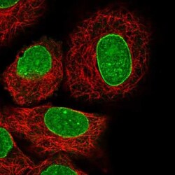HN1 Antibody, Novus Biologicals 0.1mL; Unlabeled:Antibodies, Polyclonal