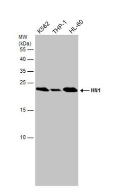 HN1 Antibody, Novus Biologicals 0.1mL; Unlabeled:Antibodies, Polyclonal