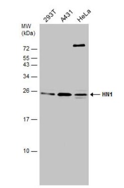 HN1 Antibody, Novus Biologicals 0.1mL; Unlabeled:Antibodies, Polyclonal