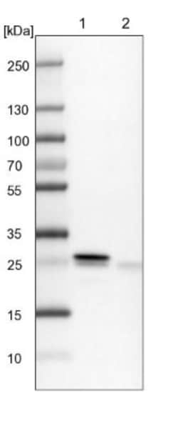 HN1L Antibody, Novus Biologicals:Antibodies:Primary Antibodies