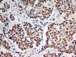 HNF-3 alpha/FoxA1 Antibody (3B11NB) - BSA Free, Novus Biologicals:Antibodies:Primary