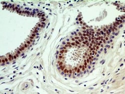 HNF-3 alpha/FoxA1 Antibody (3B11NB) - BSA Free, Novus Biologicals:Antibodies:Primary