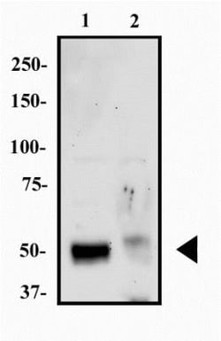 HNF-3 alpha/FoxA1 Antibody (3B11NB) - BSA Free, Novus Biologicals:Antibodies:Primary