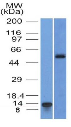 HNF-3 alpha/FoxA1 Antibody (3B3NB) - BSA Free, Novus Biologicals 0.025 mg | Buy Online | Novus Biologicals | Fisher Scientific