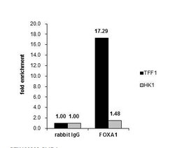HNF-3 alpha/FoxA1 Antibody, Novus Biologicals 0.1mg; Unlabeled:Antibodies,