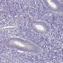 HNF-3 alpha/FoxA1 Antibody, Novus Biologicals 0.1mL; Unlabeled:Antibodies,