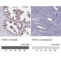 HNF-3 alpha/FoxA1 Antibody, Novus Biologicals 0.1mL; Unlabeled:Antibodies,