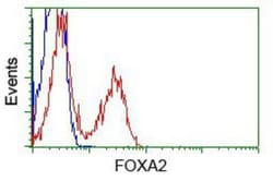 HNF-3 beta/FoxA2 Antibody (OTI3C10), Novus Biologicals 0.1mL; Unlabeled:Antibodies,