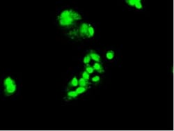 HNF-3 beta/FoxA2 Antibody (OTI3C10), Novus Biologicals 0.1mL; Unlabeled:Antibodies,