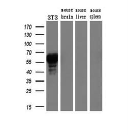 HNF-3 beta/FoxA2 Antibody (OTI3C10), Novus Biologicals 0.1mL; Unlabeled:Antibodies,
