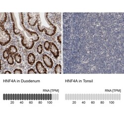 HNF-4 alpha/NR2A1 Antibody, Novus Biologicals 25 &mu;L; Unlabeled:Antibodies,