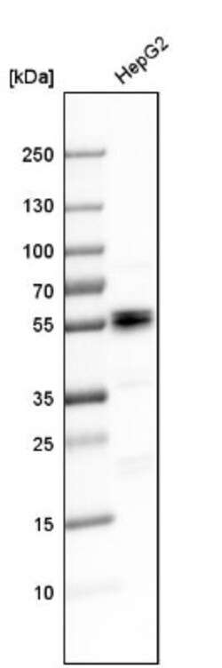 HNF-4 alpha/NR2A1 Antibody, Novus Biologicals 25 &mu;L; Unlabeled:Antibodies,