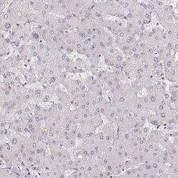 HNF-4 gamma/NR2A2 Antibody, Novus Biologicals 25 &mu;L; Unlabeled:Antibodies,