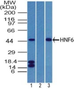 HNF-6/ONECUT1 Antibody, Novus Biologicals:Antibodies:Primary Antibodies