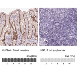 HNF1 Antibody, Novus Biologicals 0.1mL; Unlabeled:Antibodies, Polyclonal