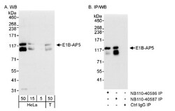 HNRNPUL1 Antibody, Novus Biologicals 0.1mL; Unlabeled:Antibodies, Polyclonal
