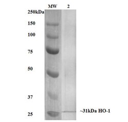 HO-1/HMOX1/HSP32 Antibody (6B8-2F2), Novus Biologicals:Antibodies:Primary