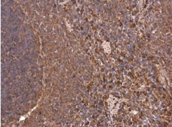 HO-1/HMOX1/HSP32 Antibody, Novus Biologicals 0.1mL; Unlabeled:Antibodies,