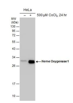 HO-1/HMOX1/HSP32 Antibody, Novus Biologicals 0.1mL; Unlabeled:Antibodies,