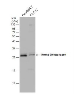 HO-1/HMOX1/HSP32 Antibody, Novus Biologicals 0.1mL; Unlabeled:Antibodies,