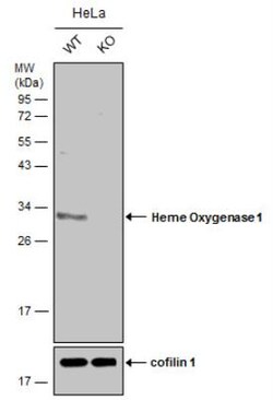 HO-1/HMOX1/HSP32 Antibody, Novus Biologicals 0.1mL; Unlabeled:Antibodies,