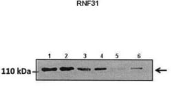 HOIP/RNF31 Antibody, Novus Biologicals 0.05mg; Unlabeled:Antibodies, Polyclonal