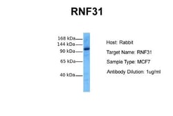 HOIP/RNF31 Antibody, Novus Biologicals 0.05mg; Unlabeled:Antibodies, Polyclonal