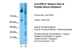 HOIP/RNF31 Antibody, Novus Biologicals 0.05mg; Unlabeled:Antibodies, Polyclonal
