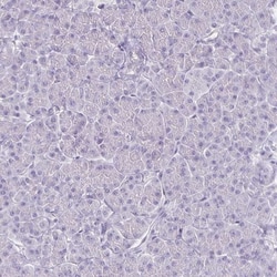 HOMER1 Antibody, Novus Biologicals 0.1mL; Unlabeled:Antibodies, Polyclonal