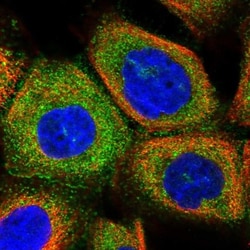 HOMER3 Antibody, Novus Biologicals:Antibodies:Primary Antibodies