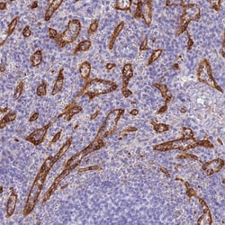 HOMER3 Antibody, Novus Biologicals:Antibodies:Primary Antibodies