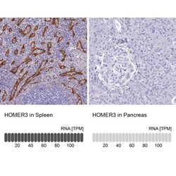 HOMER3 Antibody, Novus Biologicals:Antibodies:Primary Antibodies