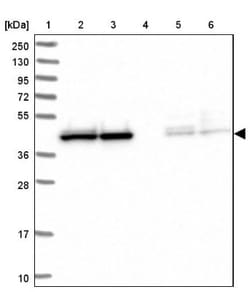HOMER3 Antibody, Novus Biologicals:Antibodies:Primary Antibodies