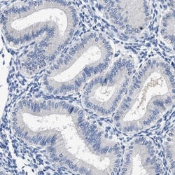 HOOK1 Antibody, Novus Biologicals 0.1mL; Unlabeled:Antibodies, Polyclonal