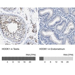 HOOK1 Antibody, Novus Biologicals 0.1mL; Unlabeled:Antibodies, Polyclonal