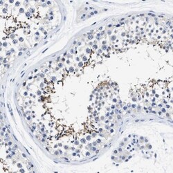 HOOK1 Antibody, Novus Biologicals 25 &mu;L; Unlabeled:Antibodies, Polyclonal