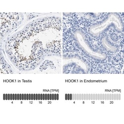 HOOK1 Antibody, Novus Biologicals 25 &mu;L; Unlabeled:Antibodies, Polyclonal