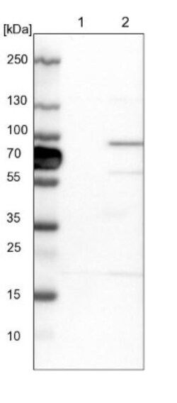 HOOK1 Antibody, Novus Biologicals 0.1mL; Unlabeled:Antibodies, Polyclonal
