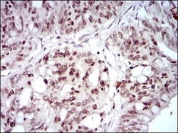 HOXB4 Antibody (3A2F2) - BSA Free, Novus Biologicals 0.1mL; Unlabeled:Antibodies,