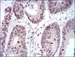 HOXB4 Antibody (3A2F2) - BSA Free, Novus Biologicals 0.1mL; Unlabeled:Antibodies,
