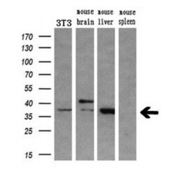 HOXC11 Antibody (OTI3E10), Novus Biologicals 0.1mL; Unlabeled:Antibodies,