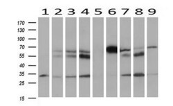 HOXC11 Antibody (OTI3E10), Novus Biologicals 0.1mL; Unlabeled:Antibodies,