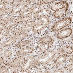 HOXC5 Antibody, Novus Biologicals 25 &mu;L; Unlabeled:Antibodies, Polyclonal