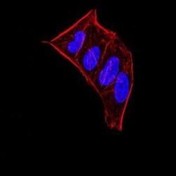HP1 alpha Antibody (1B10B2) - BSA Free, Novus Biologicals:Antibodies:Primary