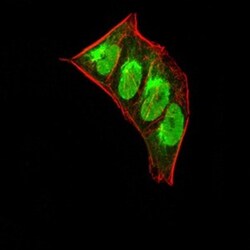 HP1 alpha Antibody (1B10B2) - BSA Free, Novus Biologicals:Antibodies:Primary