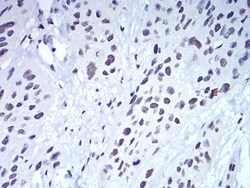 HP1 alpha Antibody (1B10B2) - BSA Free, Novus Biologicals:Antibodies:Primary