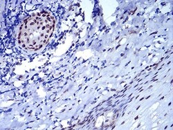 HP1 alpha Antibody (1B10B2) - BSA Free, Novus Biologicals:Antibodies:Primary