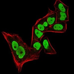 HP1 alpha Antibody (2H4E9) - BSA Free, Novus Biologicals:Antibodies:Primary