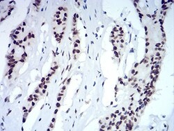 HP1 alpha Antibody (2H4E9) - BSA Free, Novus Biologicals:Antibodies:Primary